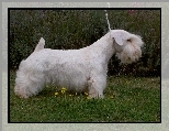 biały, Sealyham Terrier